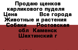 Продаю щенков карликового пуделя › Цена ­ 2 000 - Все города Животные и растения » Собаки   . Ростовская обл.,Каменск-Шахтинский г.